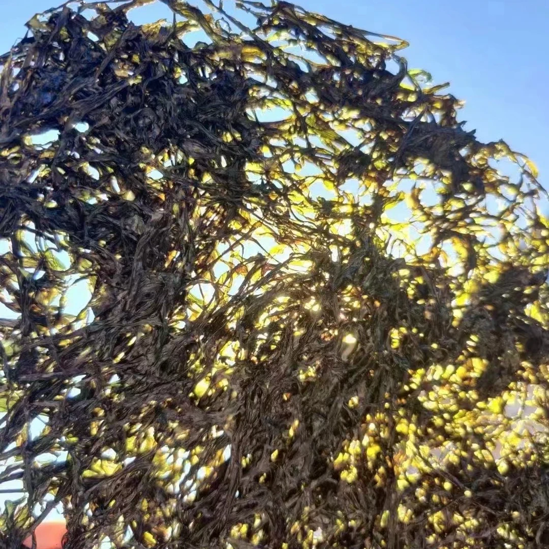 【冰瞳专属】南澳紫菜100g