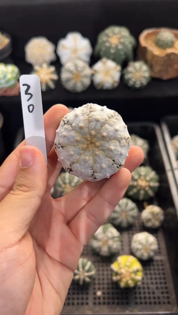 浓白V不含盆土实生编码30