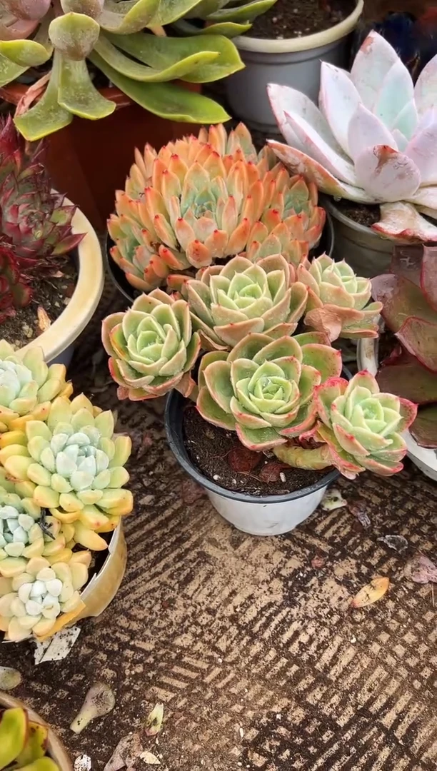 鱼***海多肉植物一物一拍19289