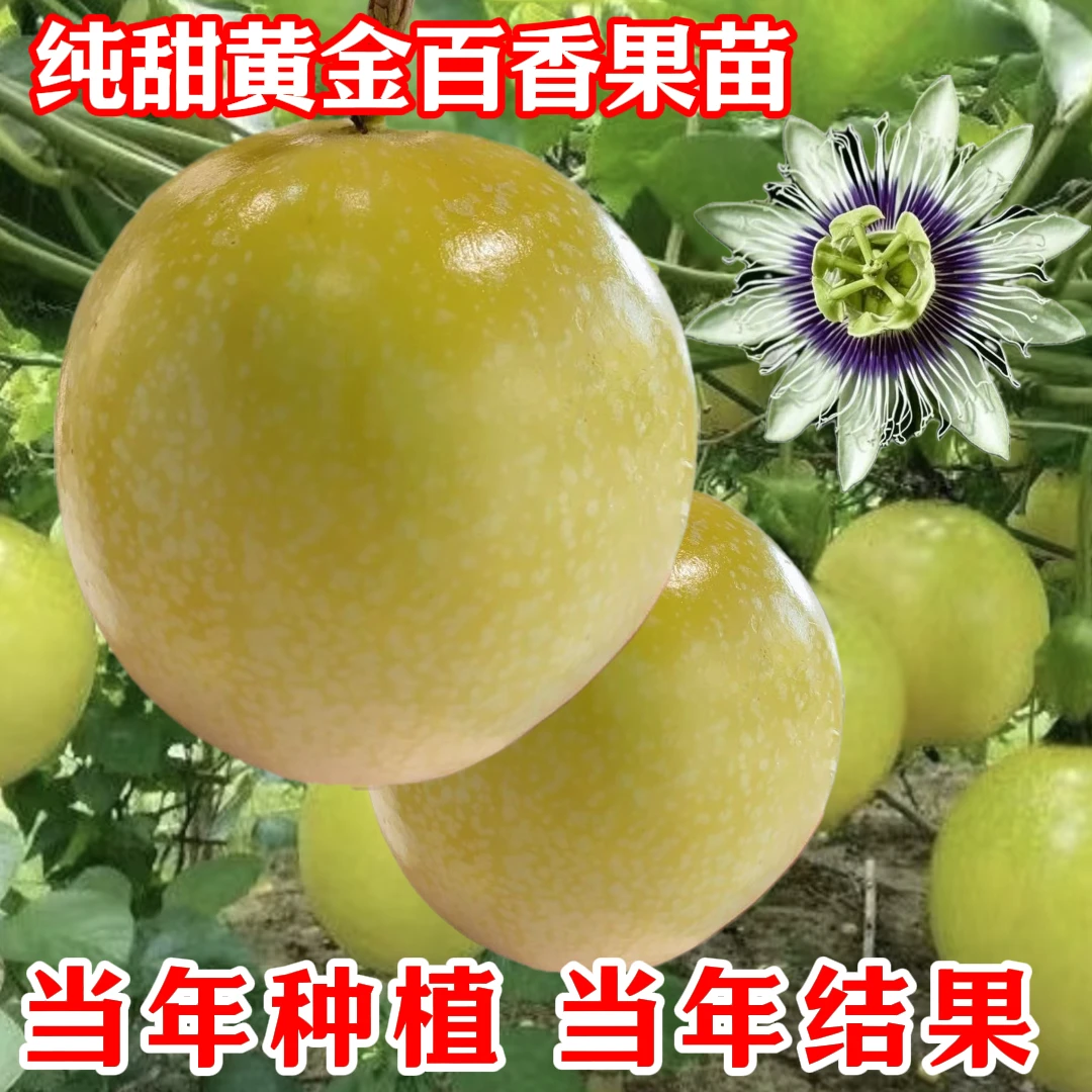 南棠正宗水果黄金9号百香果嫁接苗基地直销阳台南方树苗带土发货
