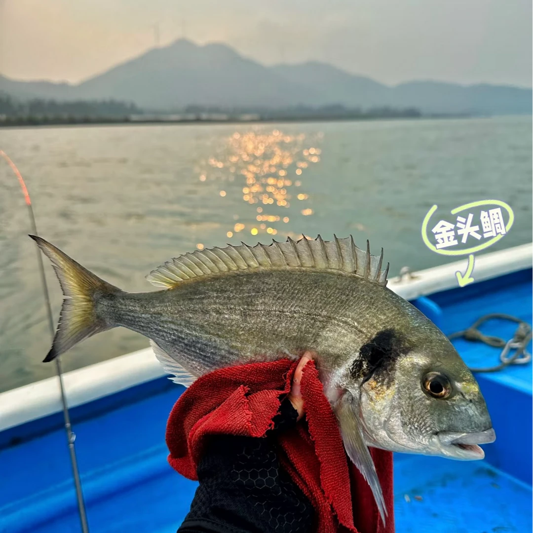 深海金头鲷鱼 口感爽脆鲜嫩 可刺生 清蒸