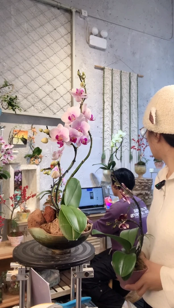 大部分花苞少量开放211小众蝴蝶兰艺术盆景一物一拍