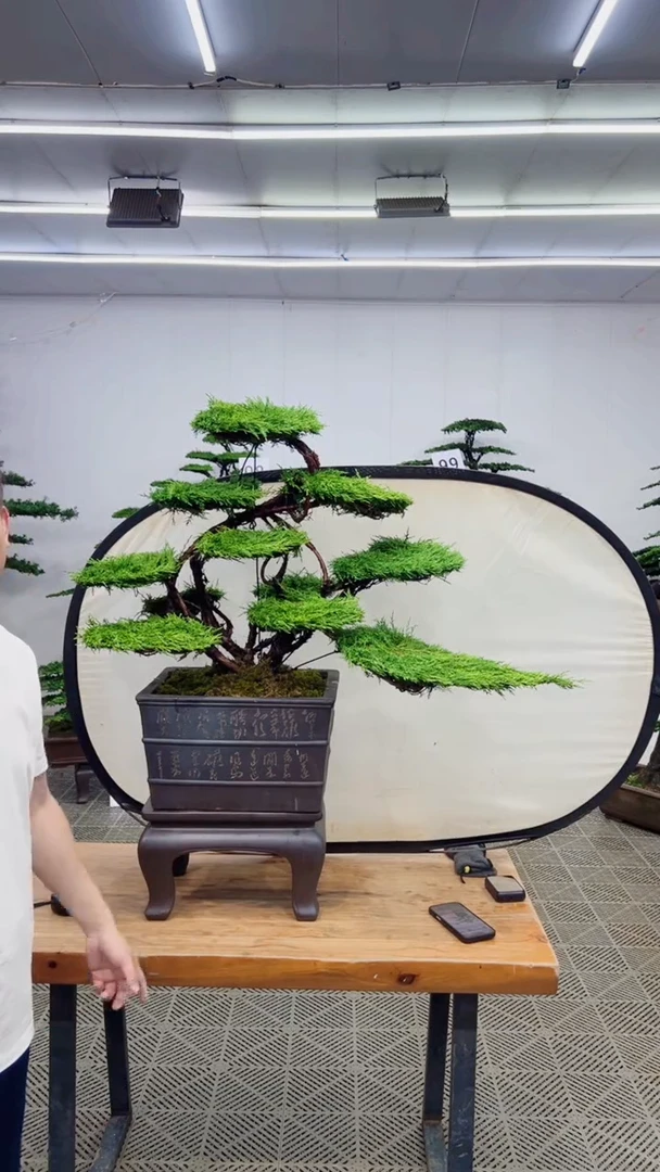 无花朵造型盆景一物一拍