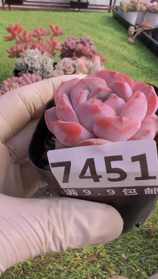 【闪购商品】信福多肉一物一拍