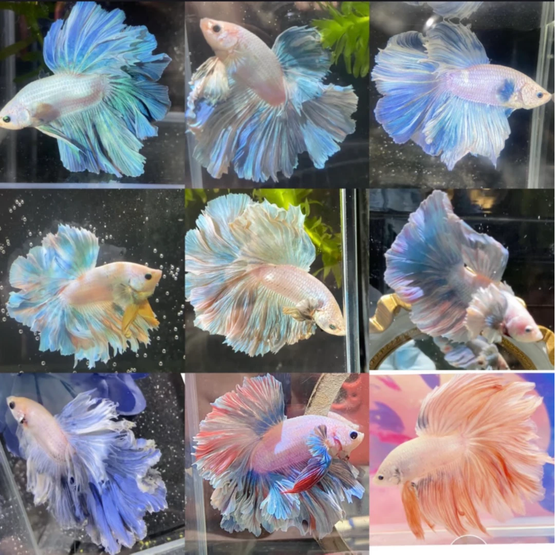 啊杰水族直播选号001-180号精品泰国斗鱼活体观赏鱼