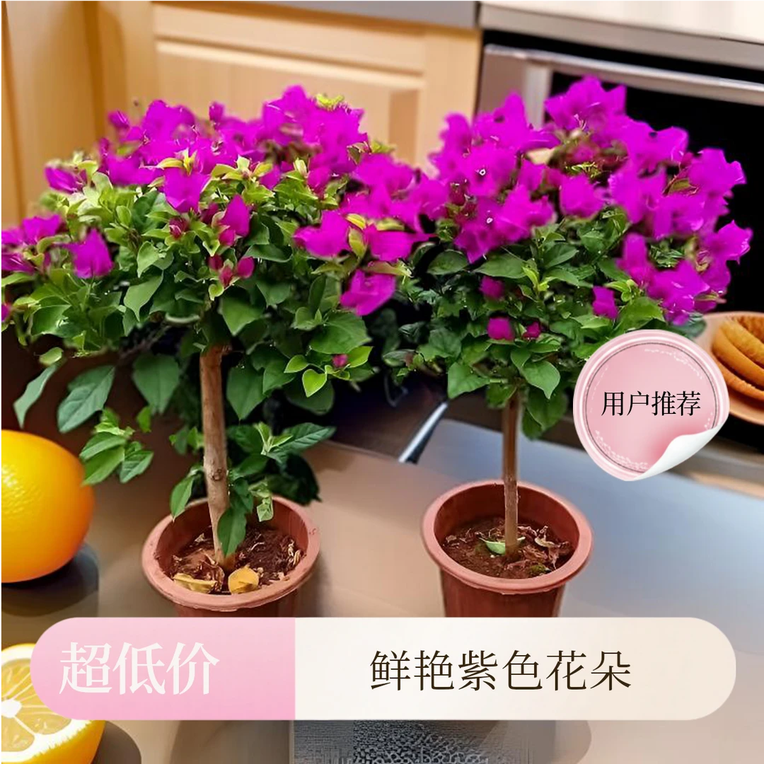 云南紫三角梅老苗带土球发货浓香型室内外庭院阳台盆栽花卉