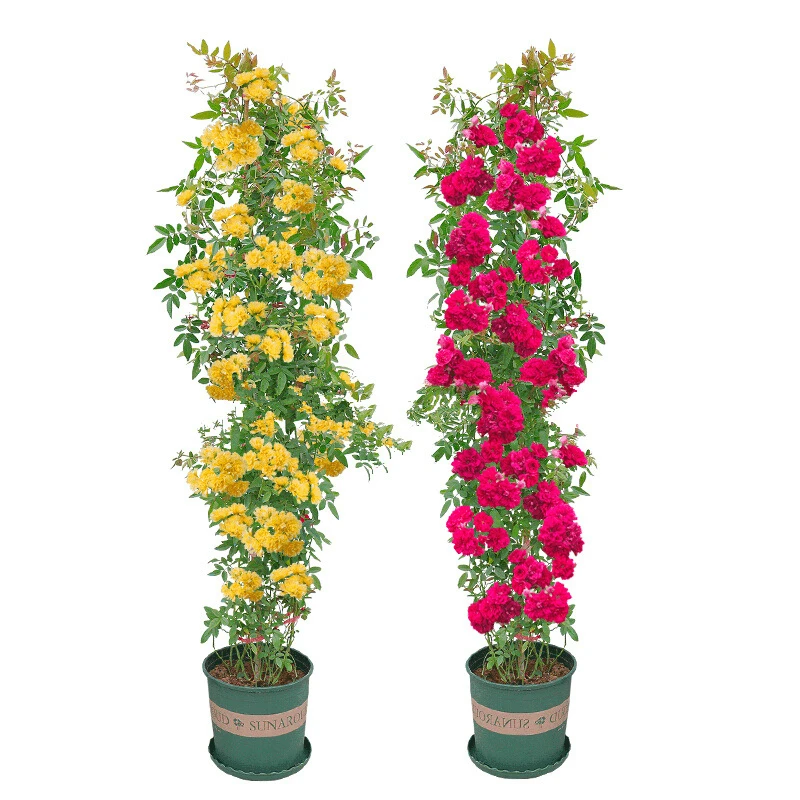 红黄木香花苗爬藤植物盆栽甜蜜红木香大苗春季开花重瓣带花白木香