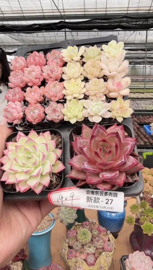 东云多肉园新款-27