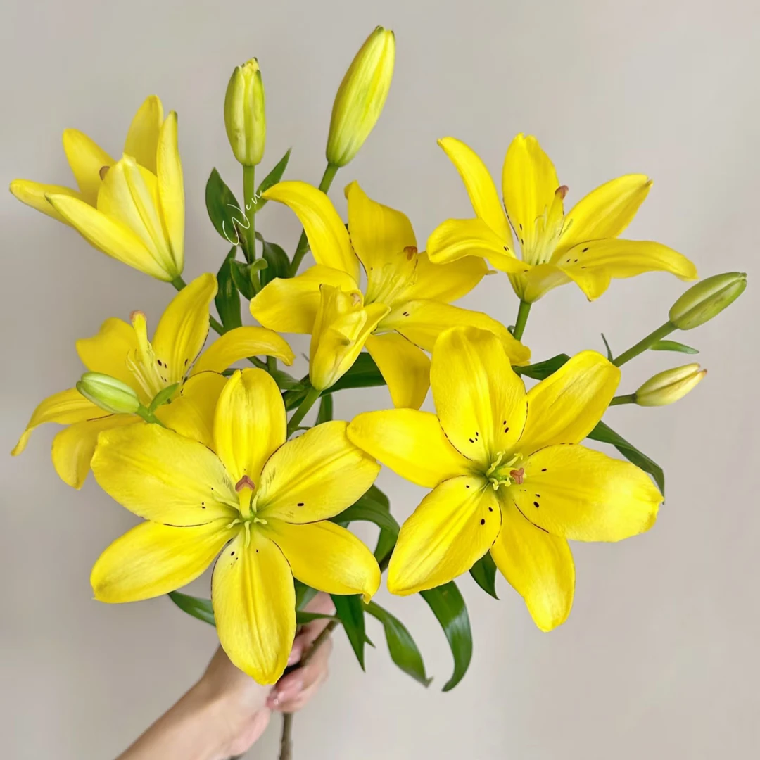 【黄色椰子/黄眼线】10/12 庭院亚百合种球进口百合种球栽种