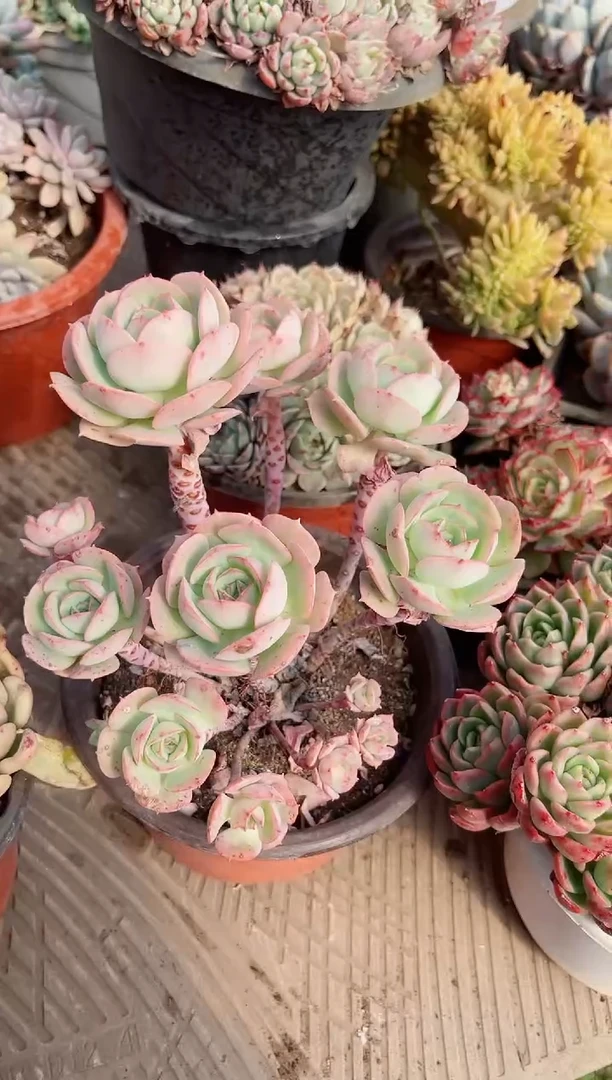 【闪购商品】02697