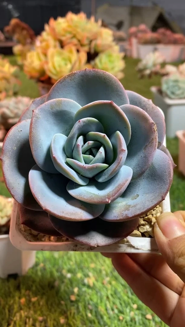 【闪购商品】0585a