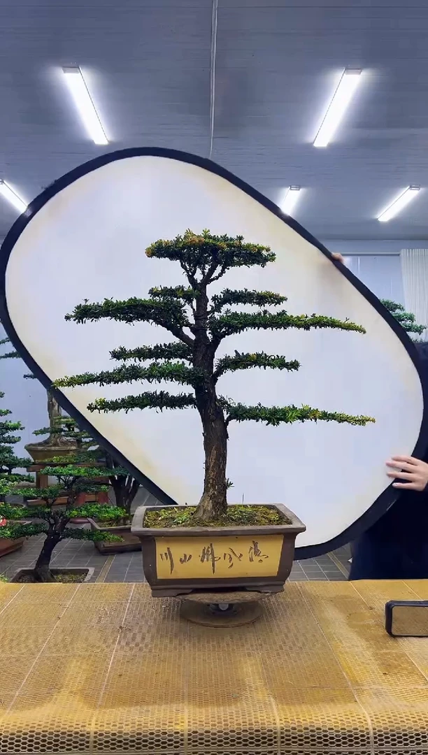 无花朵00000000000000000