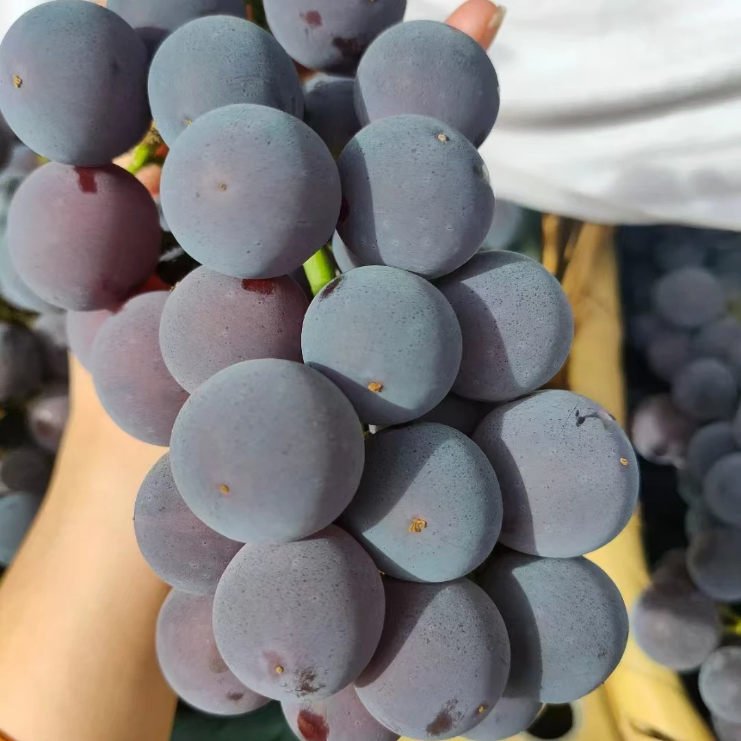 顺丰包邮新鲜采摘脆甜爆汁金南巨峰葡萄应季水果
