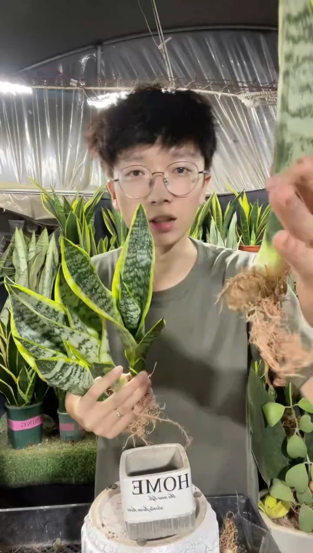 矮脚金边裸根4棵9.99