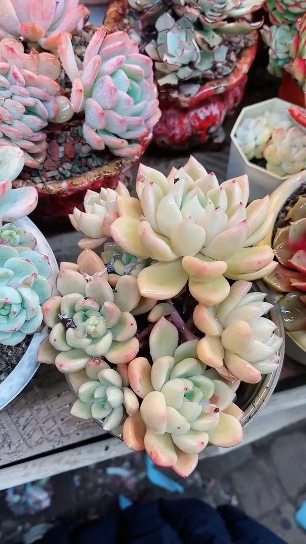 【闪购商品】15027