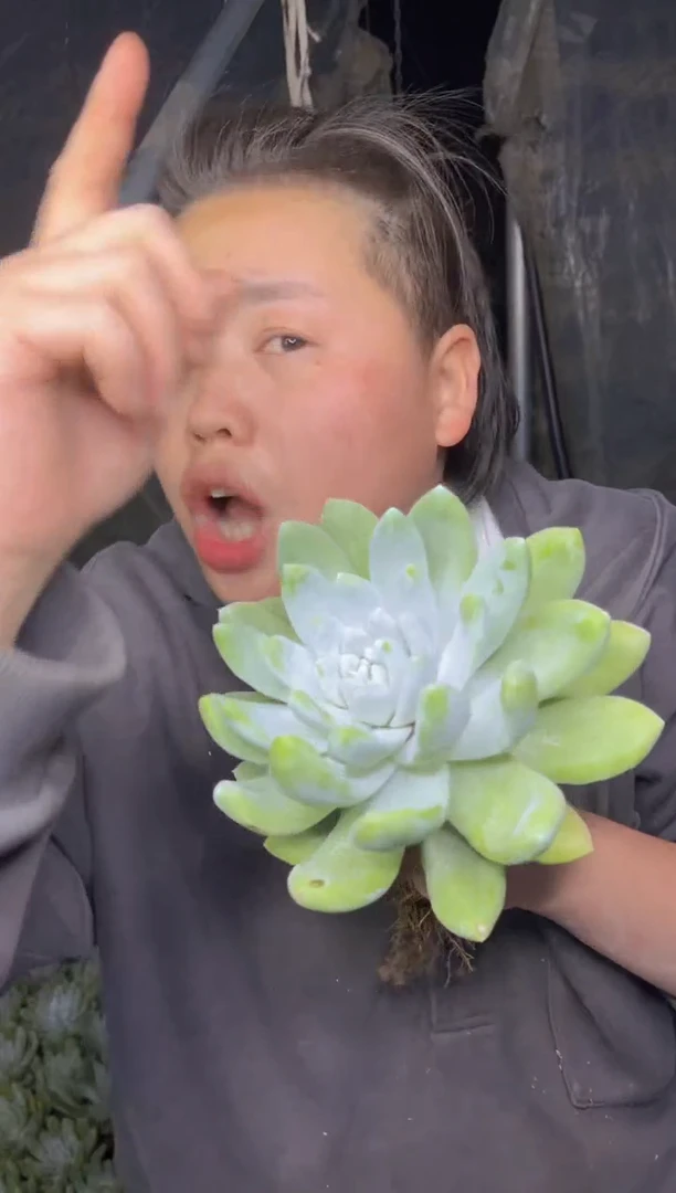 【闪购商品】50-拇指仙女杯15cm8