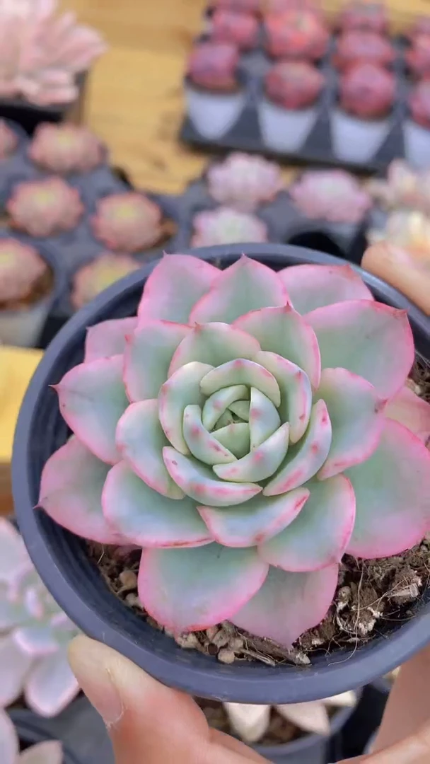 SKU 价格 A356-奶油黄桃锦带盆土（量拍）