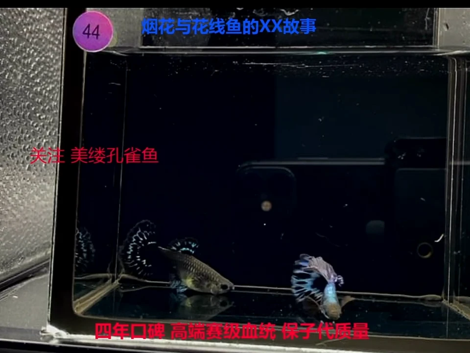 孔雀鱼花线大背半月青花瓷精品一对