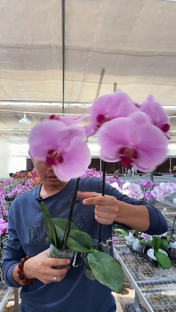 完全开放瑕疵粉色星河带花花后苗2棵，无售后