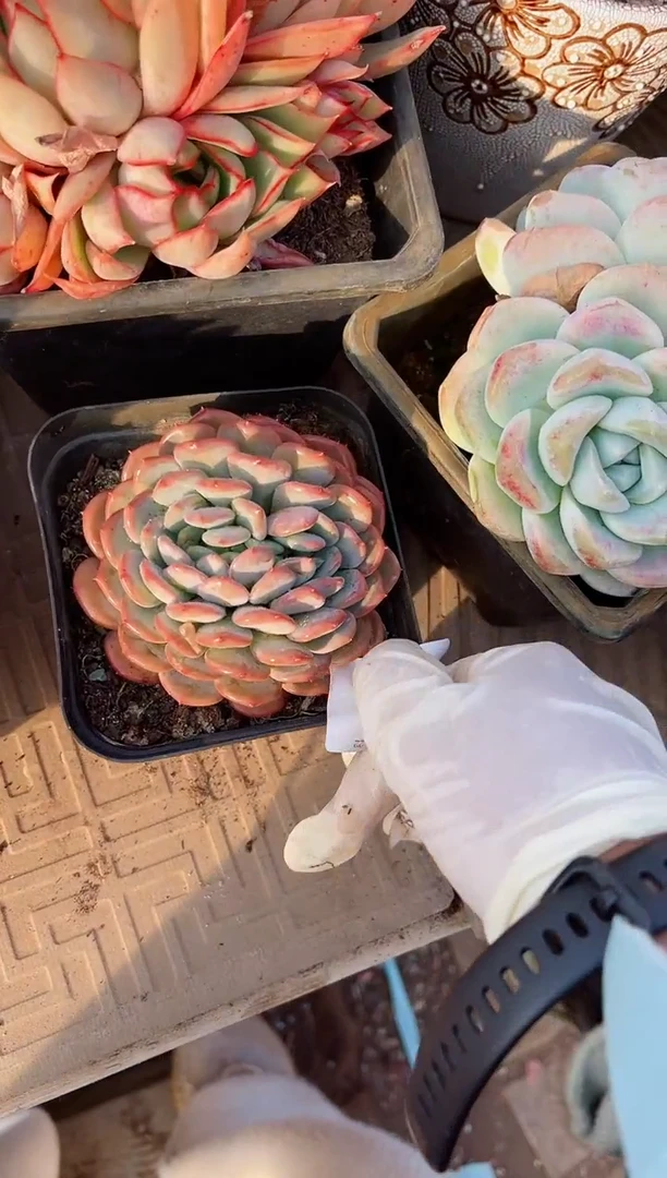 【闪购商品】22120