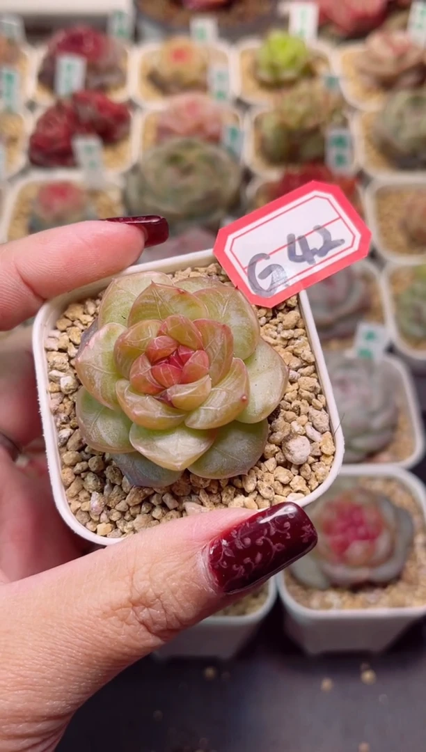 【闪购商品】G42星辰一物一拍