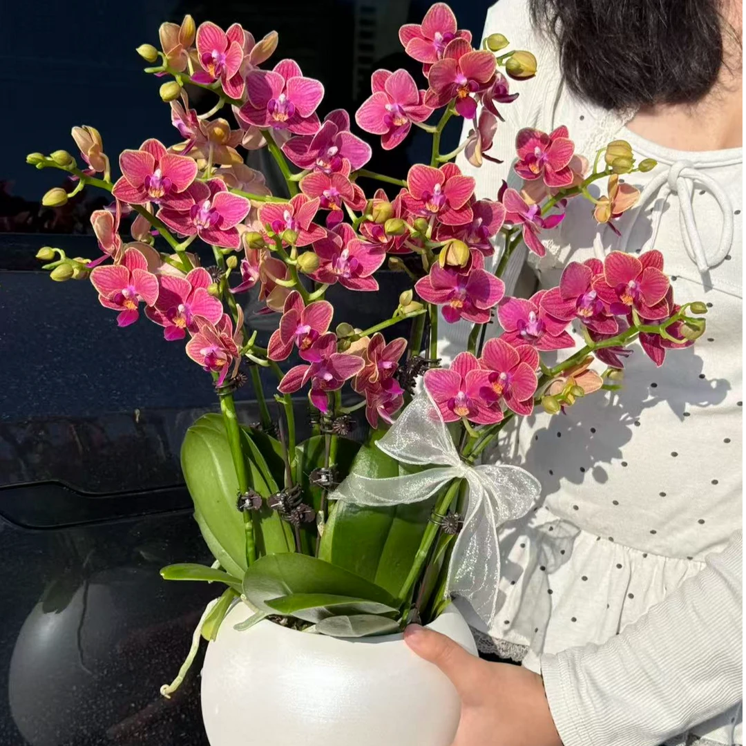 家成 【金边玲珑】蝴蝶兰花卉精致花款