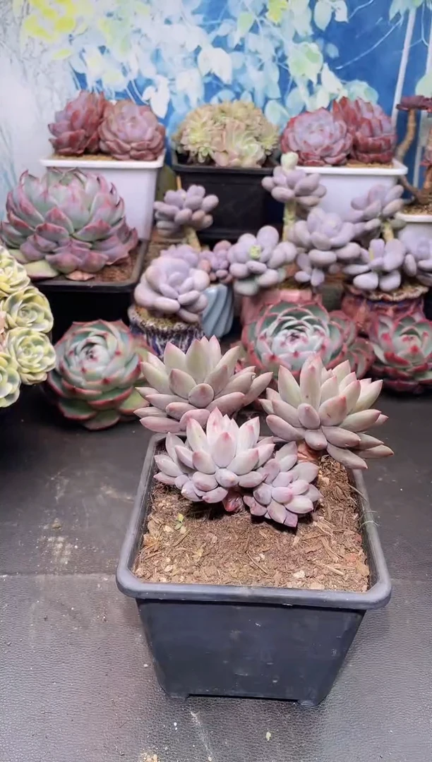 【闪购商品】089虞美人