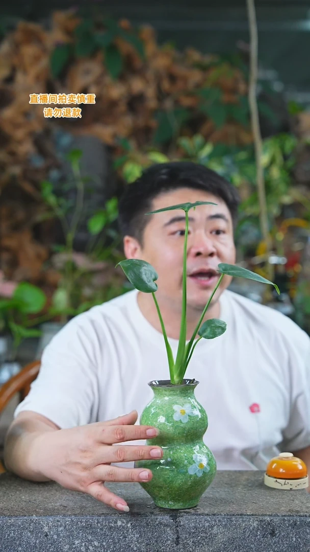 当前无花栽培后可以开花龟背10T