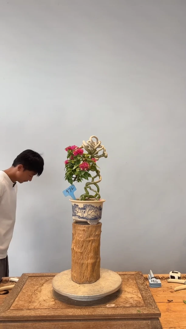 全部花朵時****鸡三角梅72