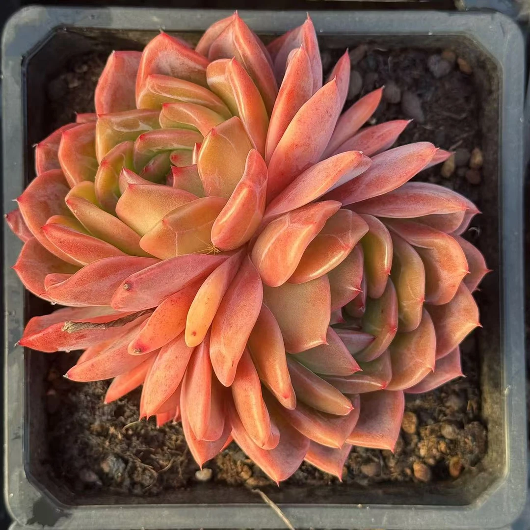 15#埃及艳后双头双心起发前男友精品多肉A1239①