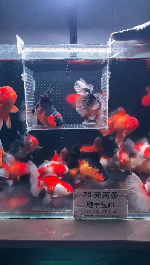 金鱼泰狮金鱼（百褶，千褶，将军）