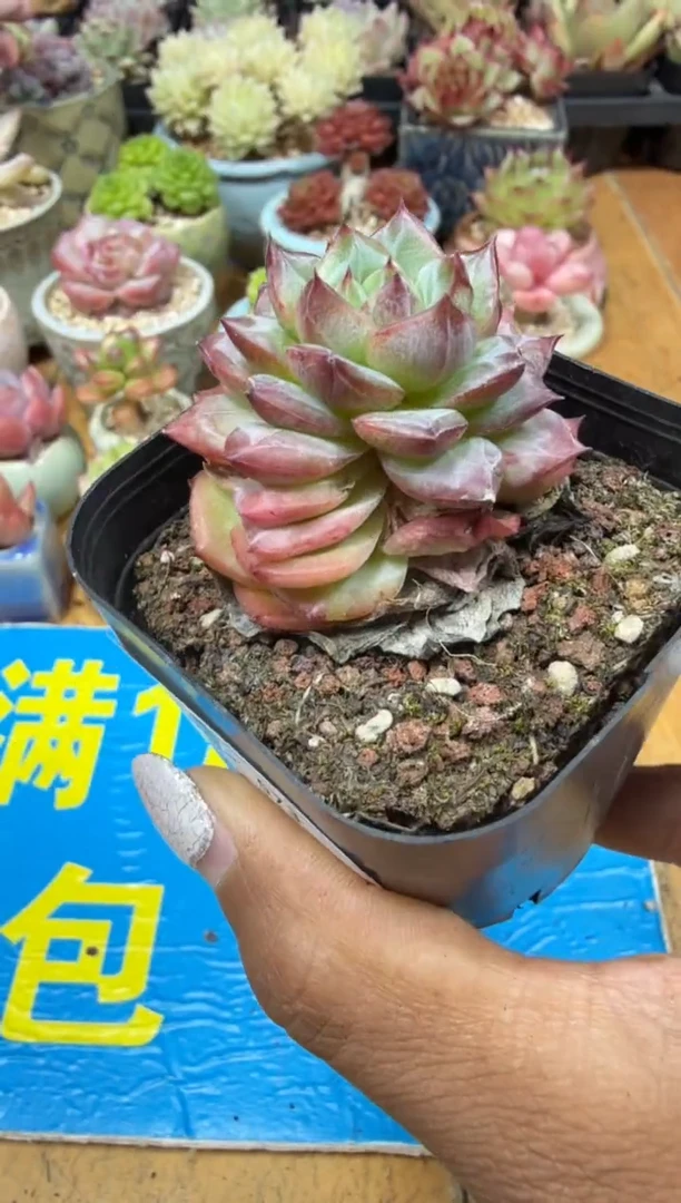 东云多肉园二店-573