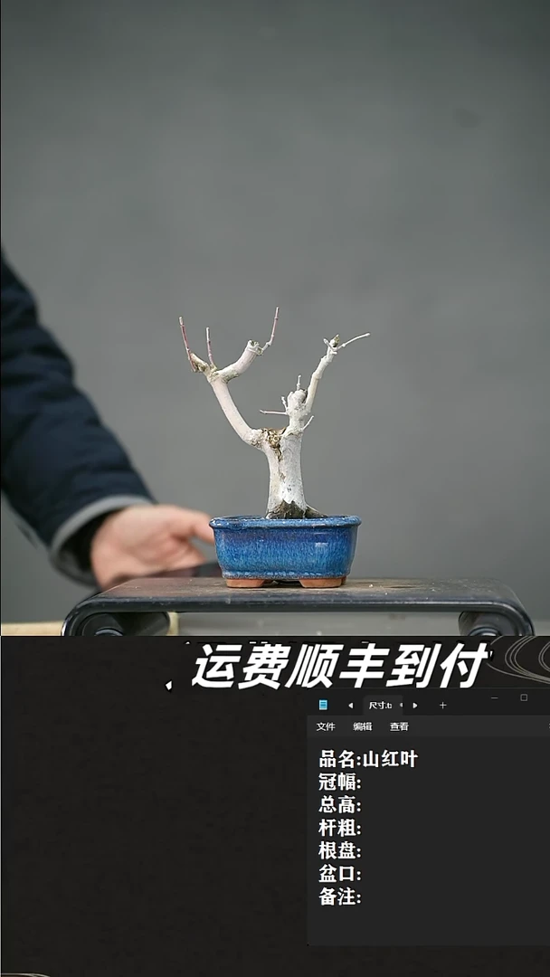 【闪购商品】8 山红叶