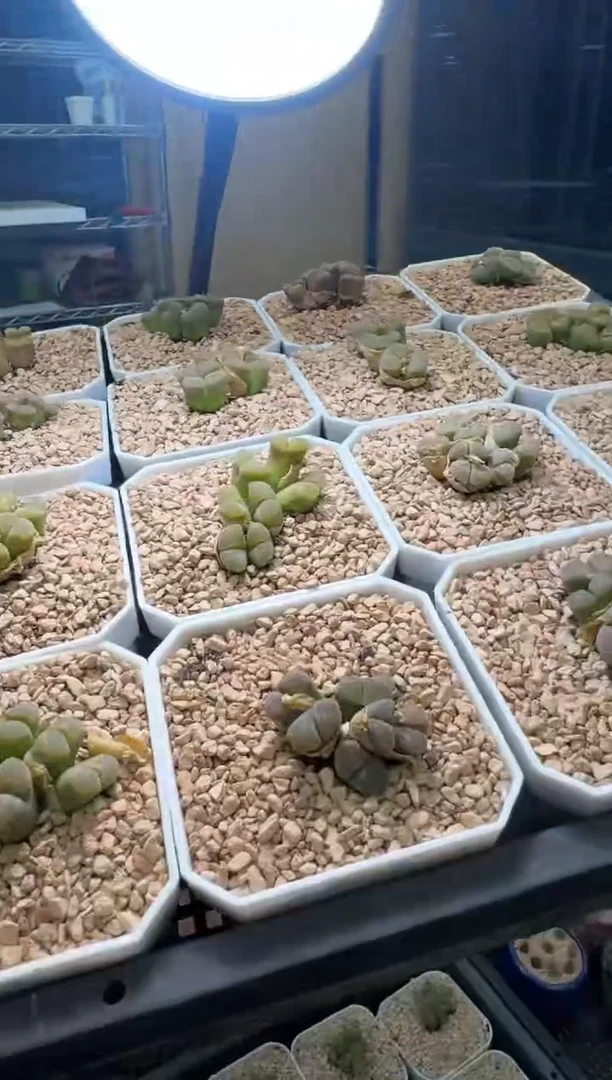 27-128多肉植物肉锥风铃群一颗