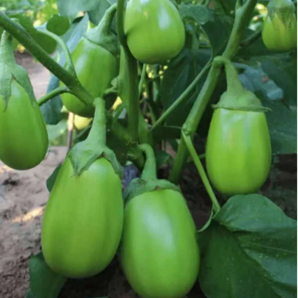 河南大棚蔬菜新鲜青皮茄子当季头茬鲜嫩可口农家自产现摘茄子新鲜