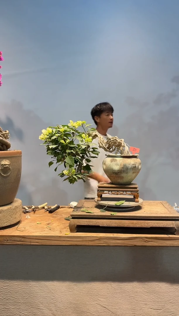 全部花朵B****滔三角梅50