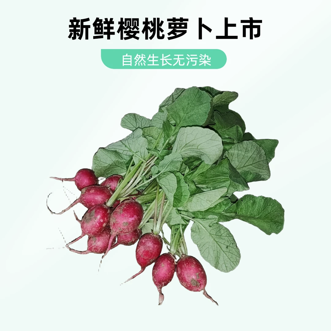 樱桃小水萝卜2斤戎姐生态农场水萝卜