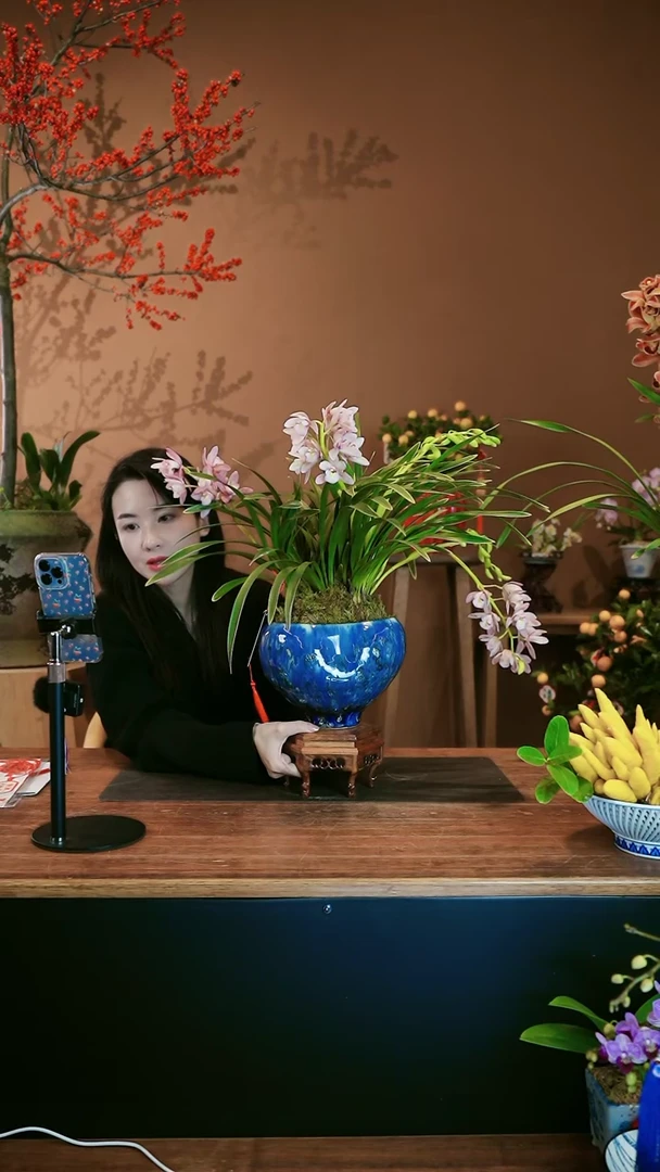 【闪购商品】盆景金边樱桃