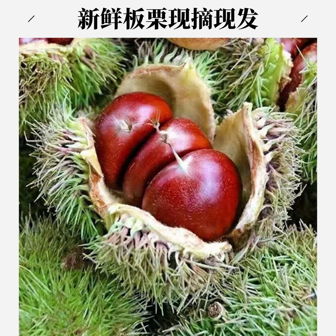 巫山骡坪高海拔深山新鲜板栗饱满精选成熟高山生板栗当季美味