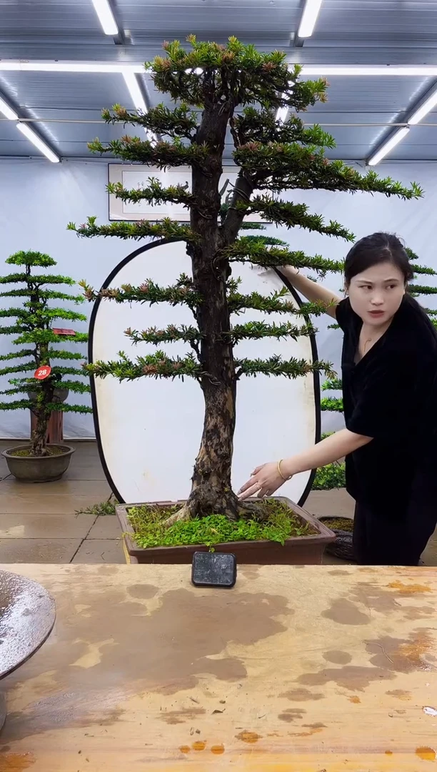 无花朵一物一拍，所见即所得