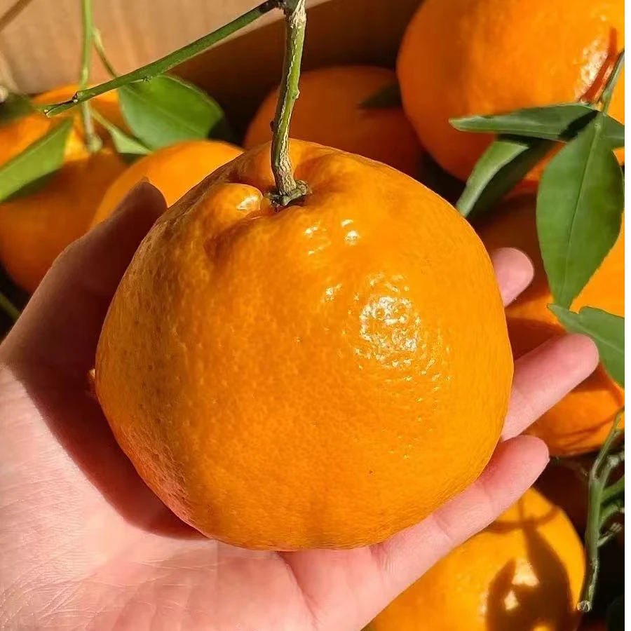 春见粑粑柑四斤（鲜甜 汁水多）四川