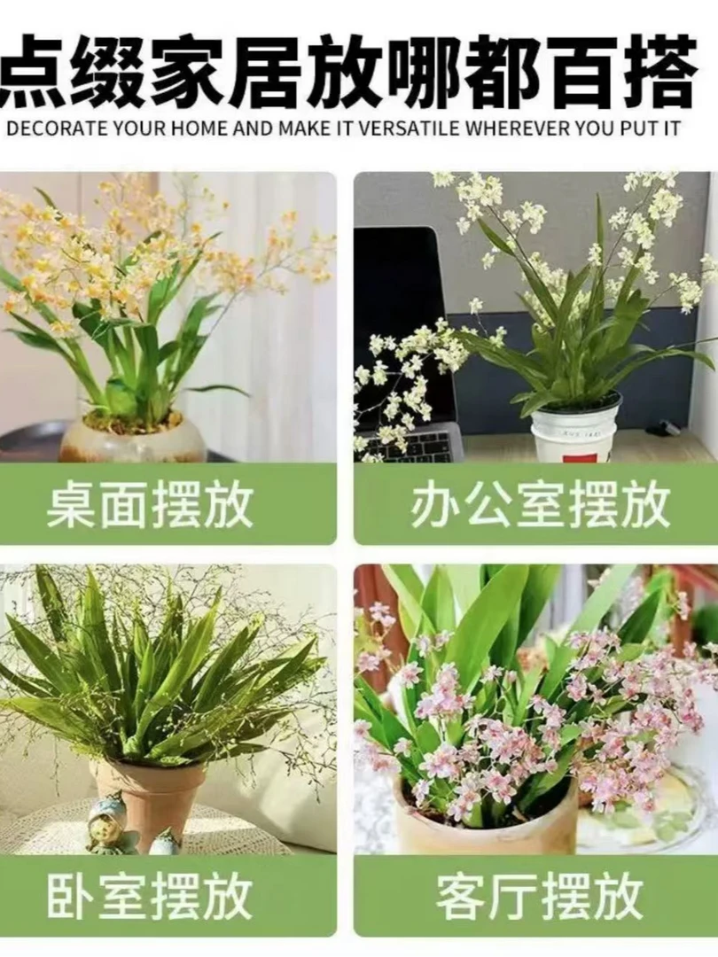 梦香兰开花不售后1