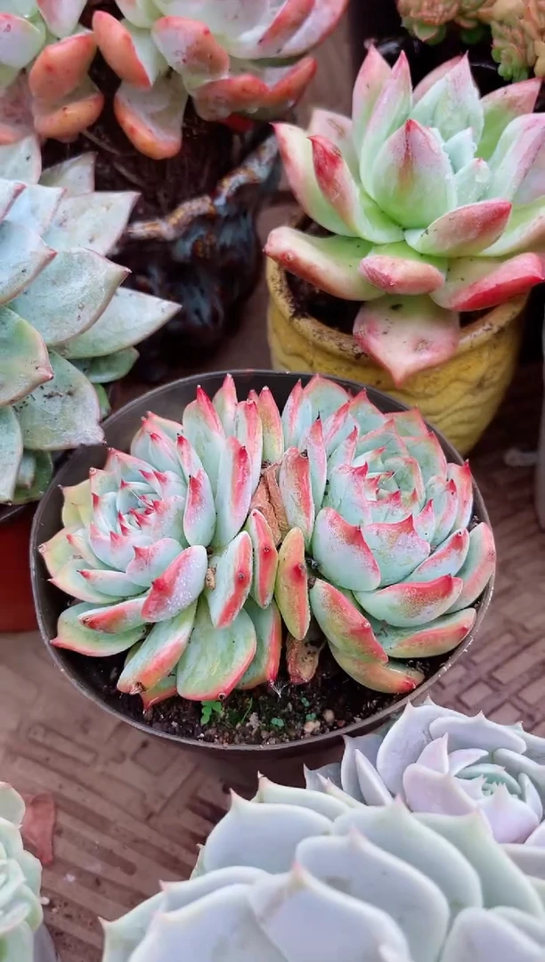 香****）26099多肉植物一物一拍