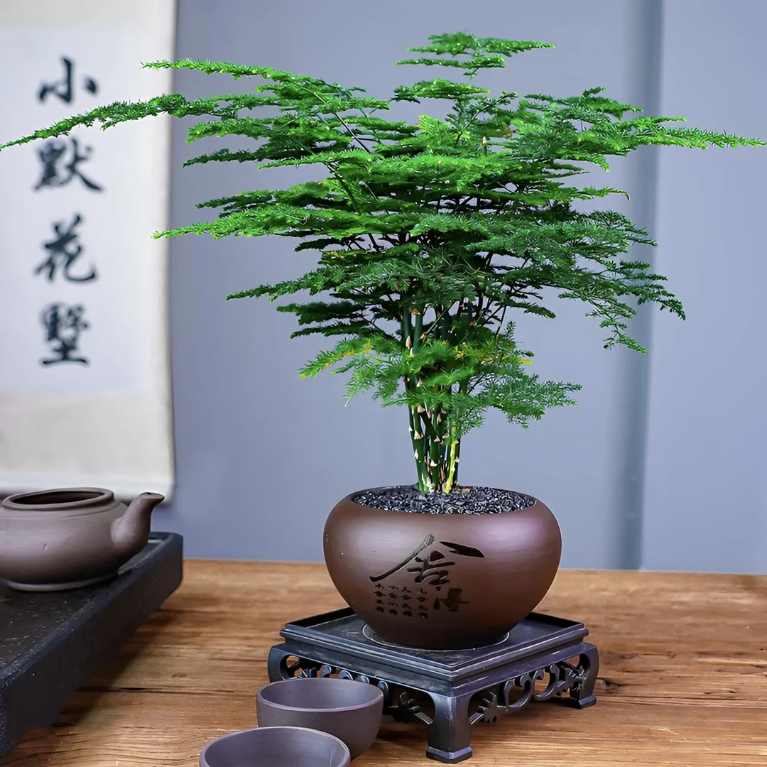 网红同款文竹盆栽植物室内盆景客厅办公室桌面绿植好云竹四季常青