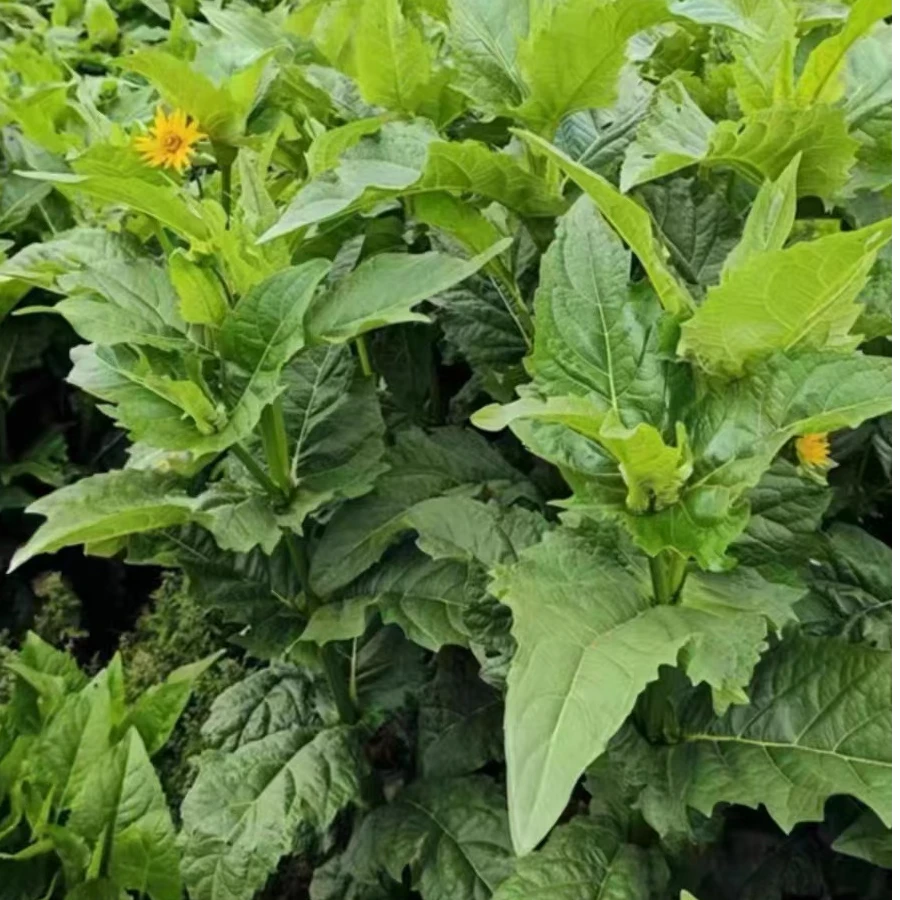 串叶松香草种子春秋育苗种植多年生北方耐寒优质高蛋白阔叶菜牧草