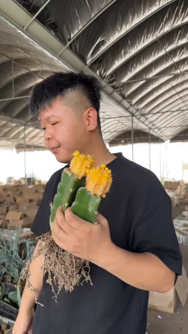 3颗 黄牡丹【嫁接】