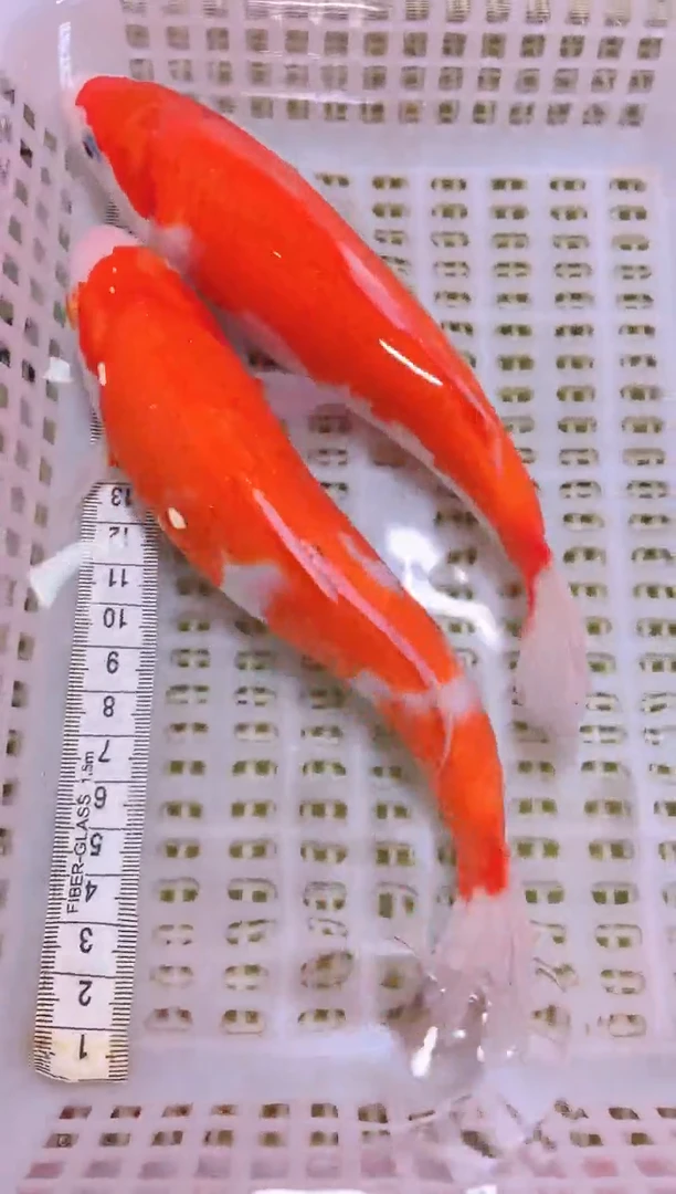 锦鲤冷水观赏鱼全场包邮1