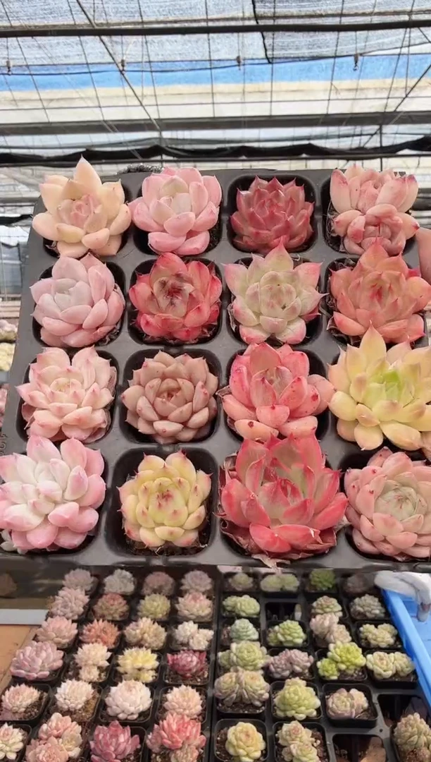 东云多肉园新款-202