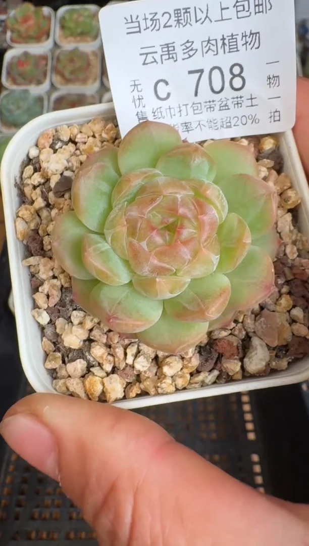 708c盆土发(6.5cm杯）一物一拍 珍妮多肉