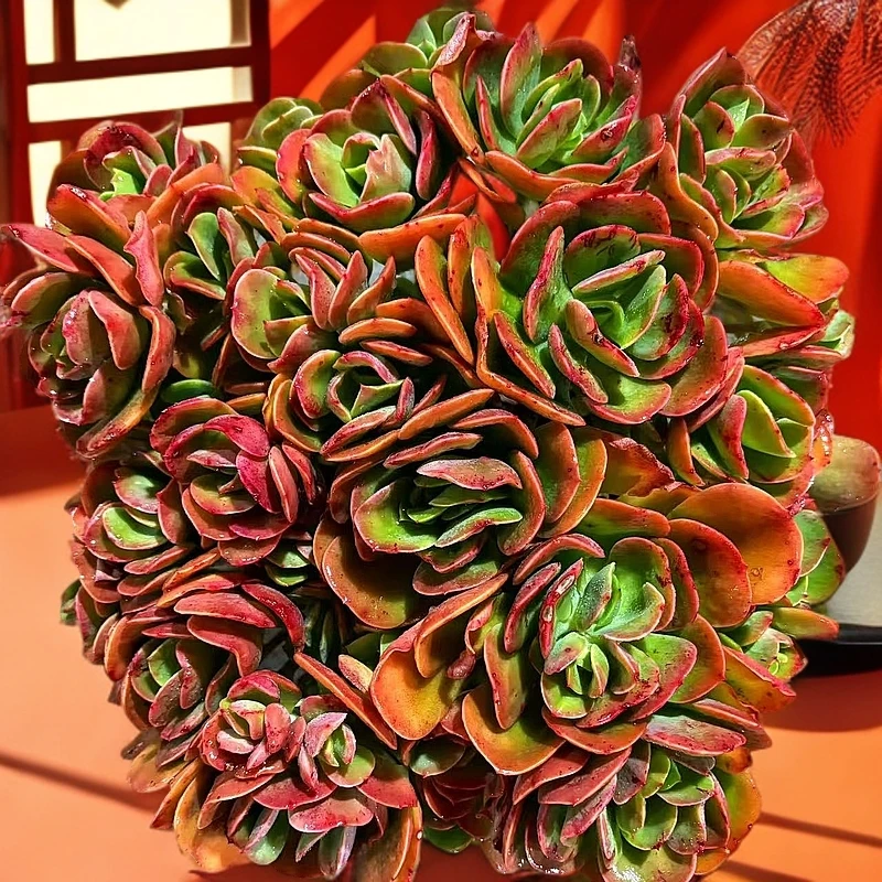 克里斯汀玫瑰脱土 多肉植物 以直播展示为准